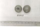Click for 1 image(s) for this accession. FRUIT